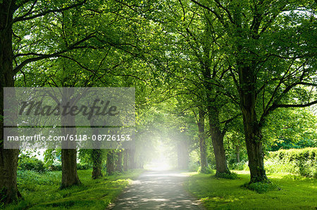 An avenue of trees in summer leaf foliage, and sun shining.