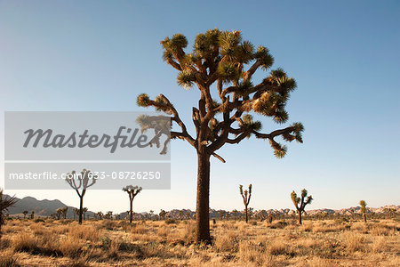 Joshua tree (Yucca brevifolia) growing in Joshua Tree National Park, California, USA