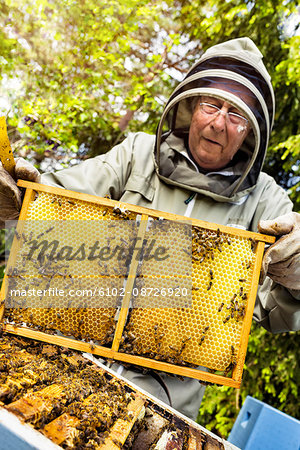 Beekeeper holding honeycomb