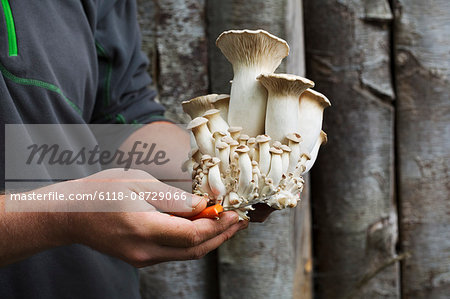 Close up of a man holding freshly harvested white mushrooms.