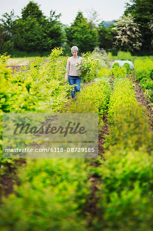 A florist selecting flowers and plants from the garden to create an arrangement. Organic garden.