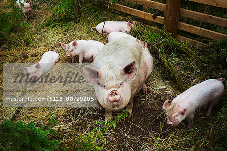 Pigs raised in free range open air conditions on a farm.