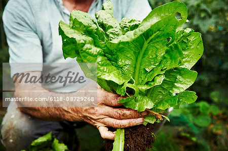 A gardener holding up a freshly picked lettuce.