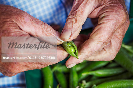 A man opening a peapod to see the fresh peas growing inside it