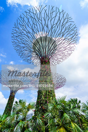 Supertree Grove in the Gardens by the Bay, a futuristic botanical gardens and park, Marina Bay, Singapore, Southeast Asia, Asia