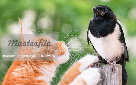 Domestic red Maine Coon kitten, 4 months old, hunted a nestling of magpie. Cat hunted a bird.