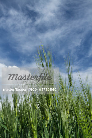 Wheat ears against the blue cloudy sky