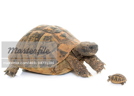 Hermanns Tortoise and baby turtle in studio