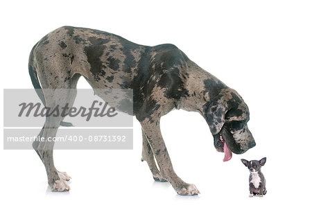 Great Dane and puppy chihuahua in front of white background