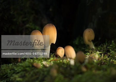 Honey-coloured fungus in woodland, caught in dappled sunlight.