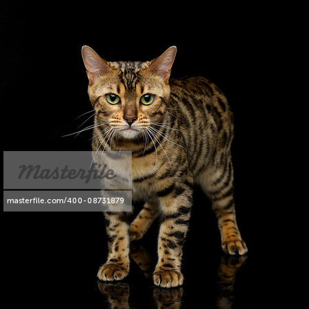 Portrait of beautiful bengal cat staring at something. Studio shot over black background. Copy space. Square composition.