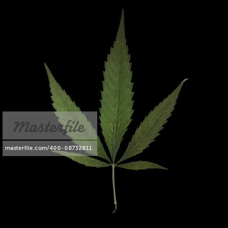A square format image of a mature marijuana leaf set on a solid black background.