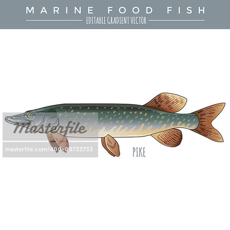 Pike illustration. Marine food fish, editable gradient vector