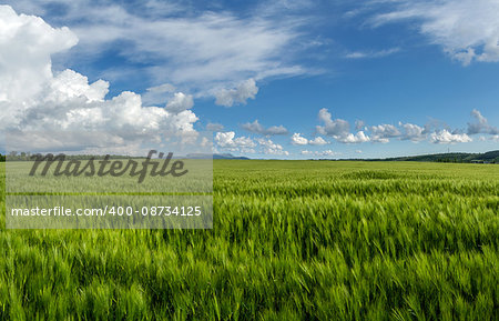 Panorama field of wheat against the blue sky with clouds