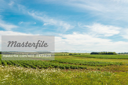 Green field of potatoes (Green Gables Shore, Prince Edward Island , Canada)