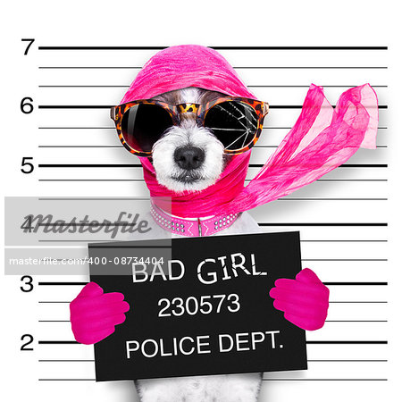 diva lady girl  dog posing for a lovely mugshot, as a criminal and thief with broken sunglasses and scarf