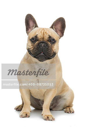 Portrait of beautiful young French buldog girl dog. Isolated over white background. Studio shot. Copy space.