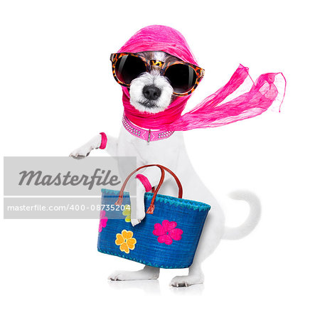 crazy and silly terrier dog diva lady with shopping bag, isolated on white background