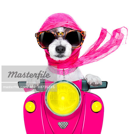 motorcycle diva lady fancy  dog driving a motorbike with sunglasses isolated on white background