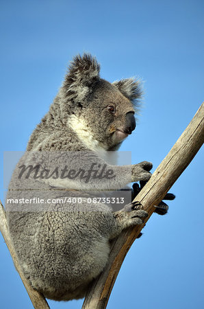 Australian Koala (Phascolarctos cinereus) sitting in a gum tree with blue sky background. Australia’s iconic marsupial mammal.