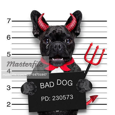 halloween devil pug dog crying in a mugshot, caught on with photo  camera, in police station jail