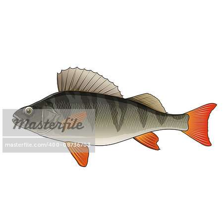 Perch, isolated raster illustration on white background