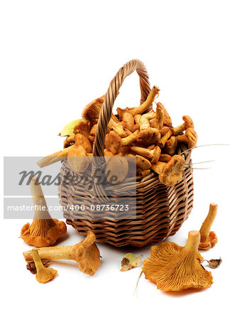 Arrangement of Fresh Raw Chanterelles with Dry Leafs and Stems in Wicker Basket closeup on White background