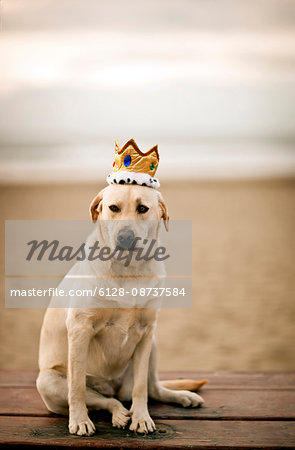 Portrait of golden Labrador wearing crown while sitting on wooden table at the beach.