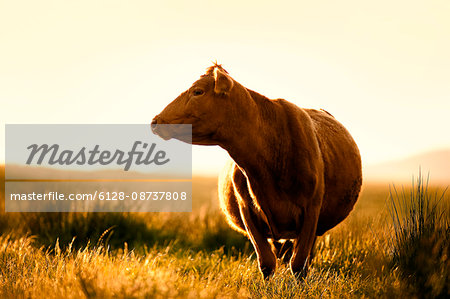 Cow standing in a grassy field.