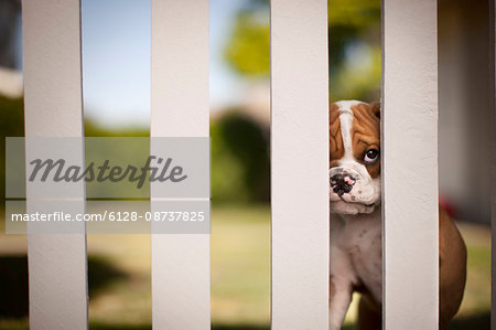 Portrait of an unhappy puppy peering through a white picket fence.