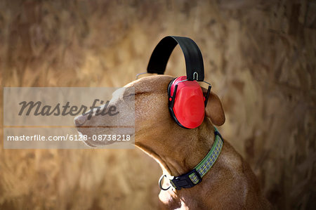 Brown dog wearing ear protectors with his eyes closed.