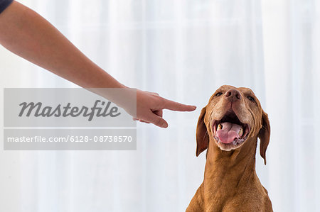 Arm pointing at dog in front of white curtains.