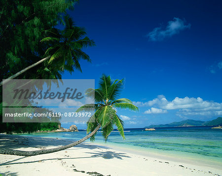 Leaning palm tree and beach, Anse Severe, La Digue, Seychelles, Indian Ocean, Africa