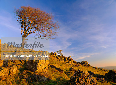 Bare tree on stony outcrop, Parwich, Hartington, Peak District National Park, Derbyshire, England, United Kingdom, Europe