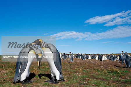 King penguins (Aptenodytes patagonicus) in mating ritual, Volunteer Point, East Falkland, Falkland Islands, South Atlantic, South America