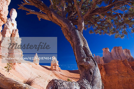 A gnarled tree trunk among the colourful pinnacles and hoodoos on the Peekaboo Trail in Bryce Canyon National Park, Utah, United States of America, North America