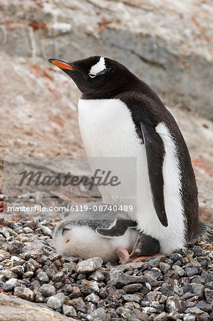Gentoo penguins, Petermann Island, Lemaire Channel, Antarctic Peninsula, Antarctica, Polar Regions