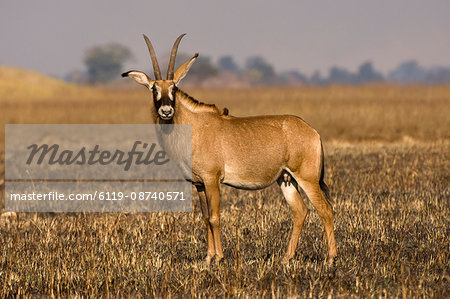 Roan antelope, Busanga Plains, Kafue National Park, Zambia, Africa