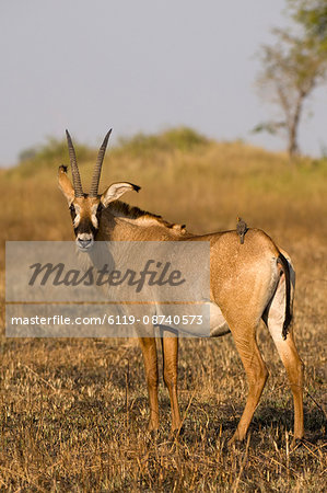 Roan antelope and oxpecker, Busanga Plains, Kafue National Park, Zambia, Africa