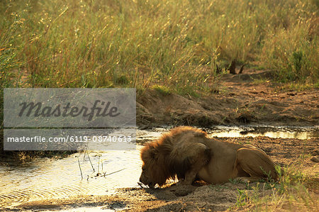 Male lion (Panthera leo) drinking, Mala Mala Game Reserve, Sabi Sand Park, South Africa, Africa