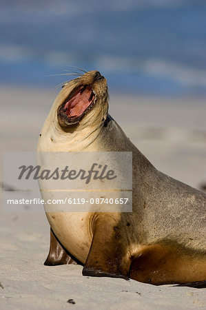 Neophoca cinerea, Seal Bay, Kangaroo Island, South Australia, Australia