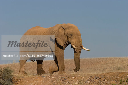 Desert-dwelling elephant, Loxodonta africana africana, Dry River, Hoanib, Kaokoland, Namibia, Africa