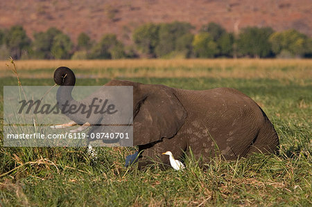 African elephant, Loxodonta africana, Chobe River, Chobe National Park, Botswana, Africa