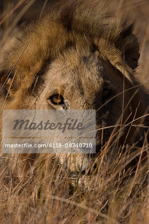 Lion, Panthera leo, Moremi Wildlife Reserve, Botswana, Africa Lion, Panthera leo, Moremi Wildlife Reserve, Botswana, Africa