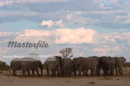 African elephant, Loxodonta africana, Savuti, Chobe National Park, Botswana, Africa