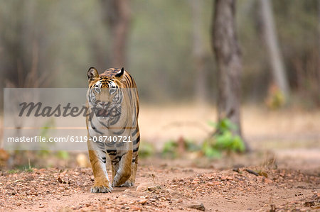 Female Indian tiger (Bengal tiger) (Panthera tigris tigris), Bandhavgarh National Park, Madhya Pradesh state, India, Asia