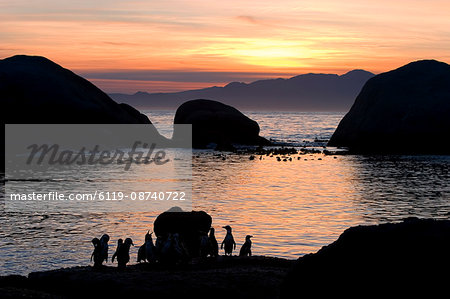 Jackass penguins (African penguins) (Speniscus demersus), Boulder's Beach, Cape Town, South Africa, Africa