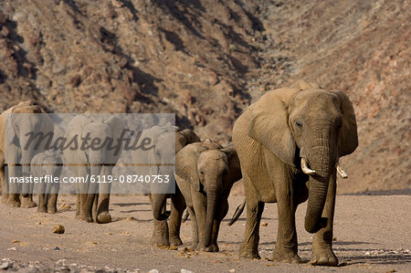 Herd of desert-dwelling elephants (Loxodonta africana africana), Namibia, Africa