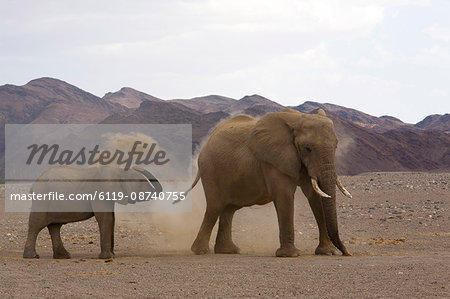 Desert-dwelling elephants (Loxodonta africana africana) showering dust, Namibia, Africa