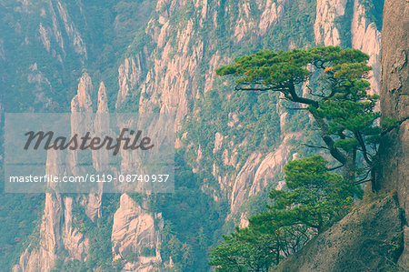 Rocks and pine trees, White Cloud scenic area, Huang Shan (Yellow Mountain), UNESCO World Heritage Site, Anhui Province, China, Asia